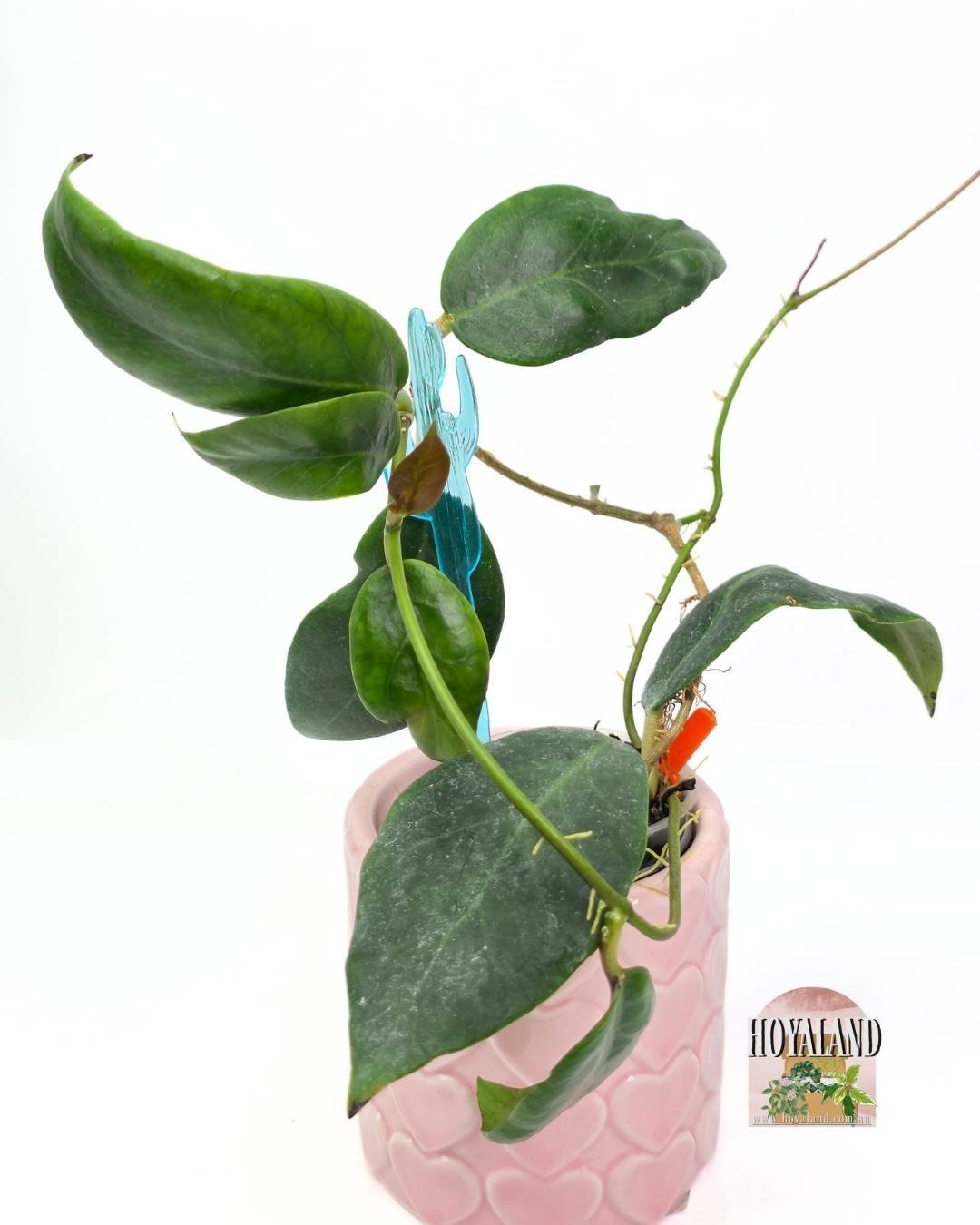 Hoya inday sarae (2).jpg