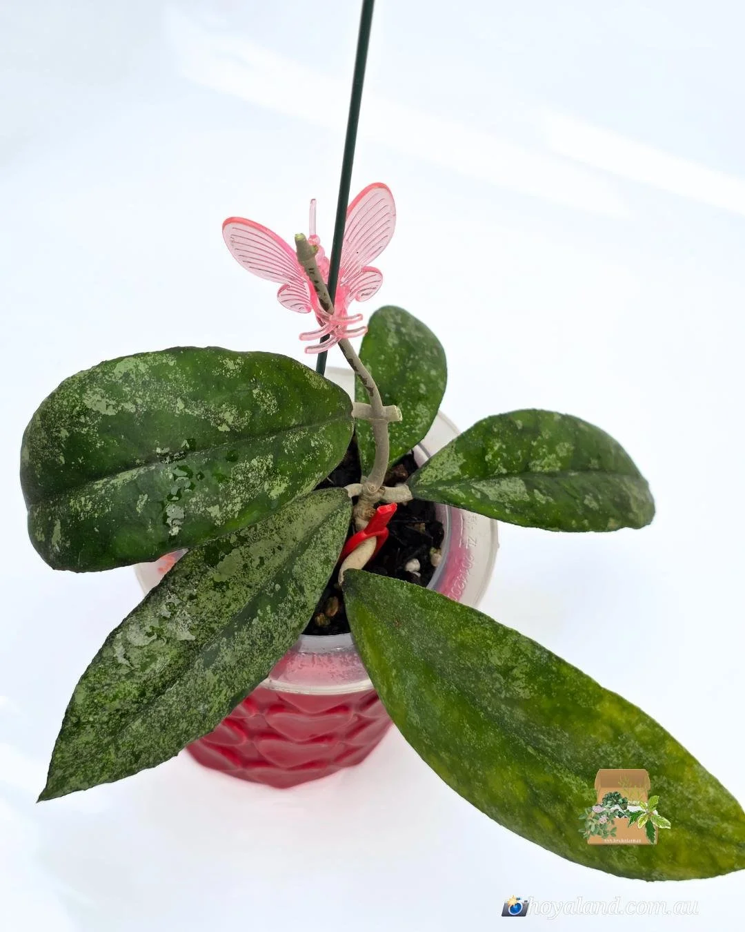 🌞 Hoya aff finlaysonii sp Bahoii 🩷