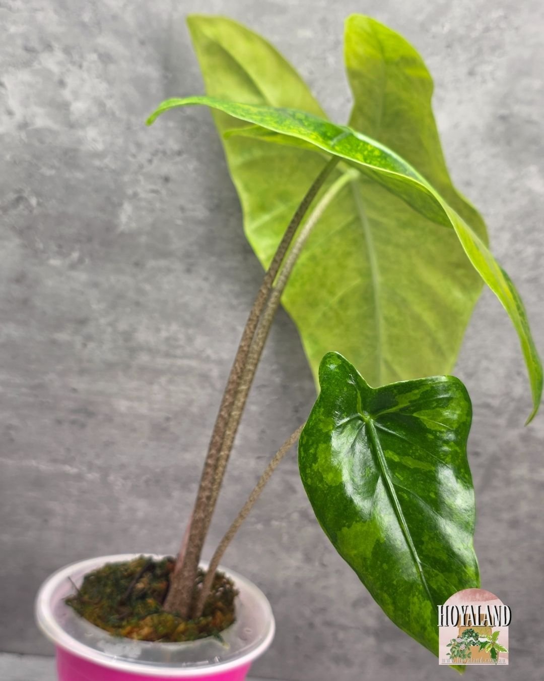 Alocasia longiloba lemon lime (3).jpg