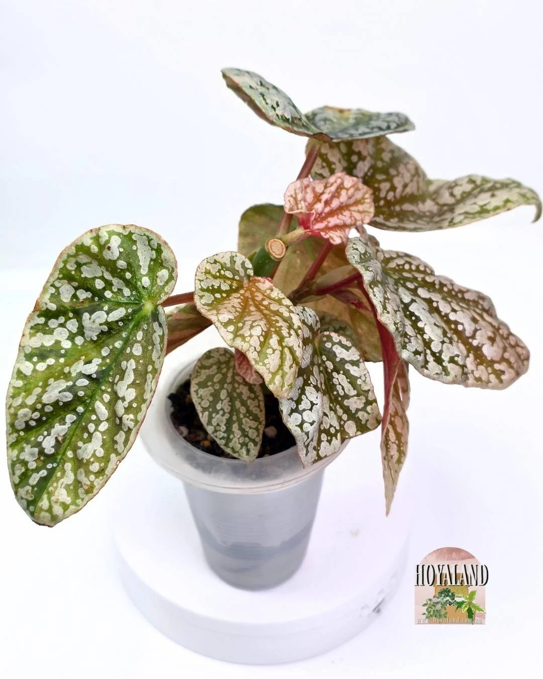 Begonia snowcap variegata (2).jpg