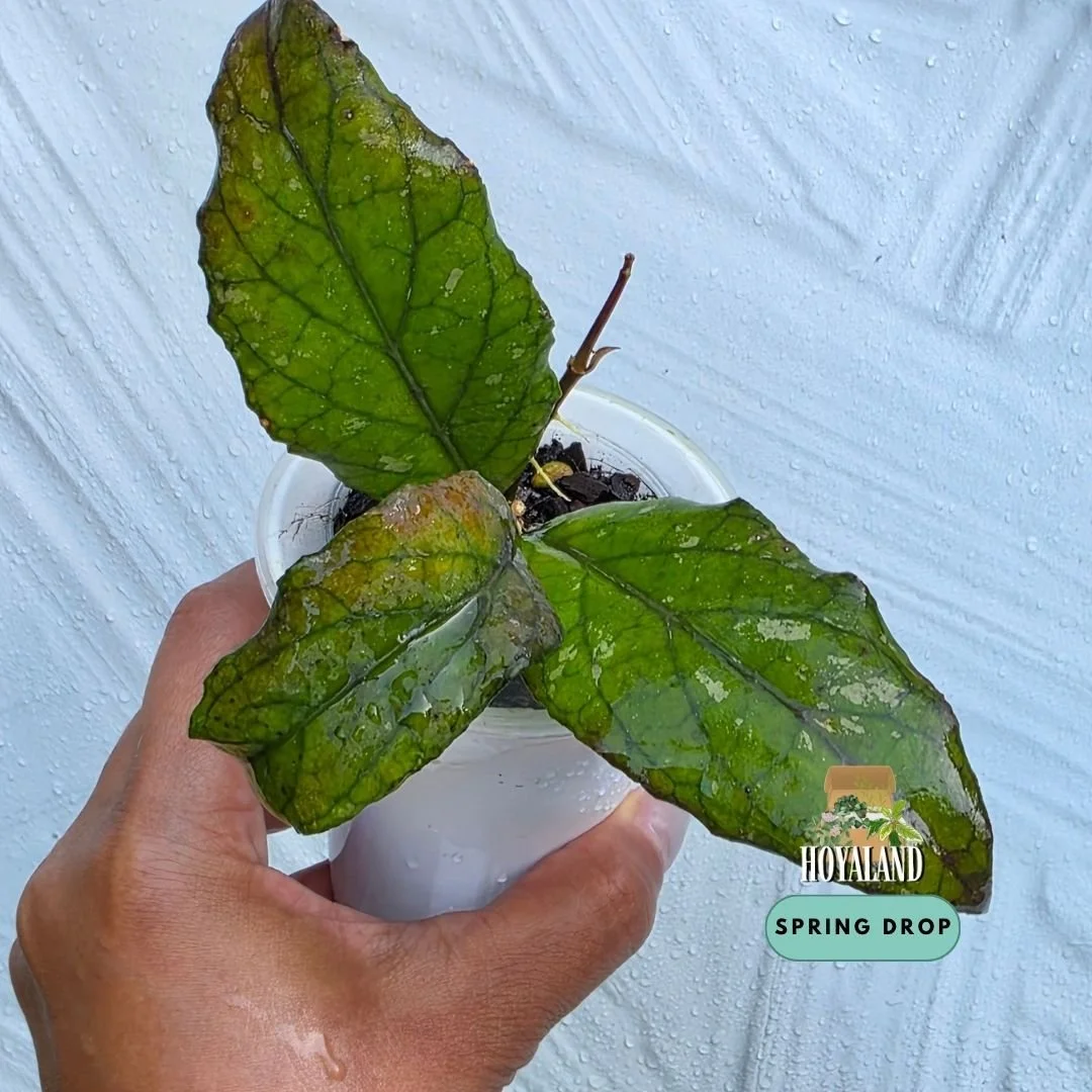 Hoya sp. Aceh (Takengon Rimba Wavy – Active Growth Specimen)