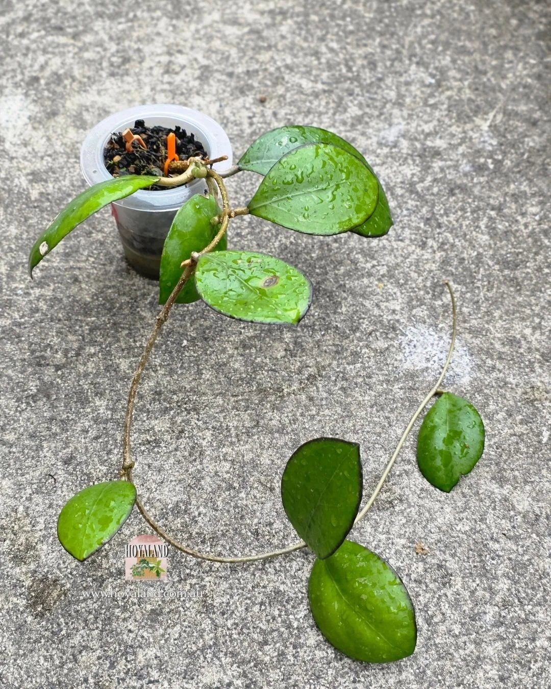 🍂  Hoya Nathalie (Hoya erythostemma X Hoya Joy) 🐰