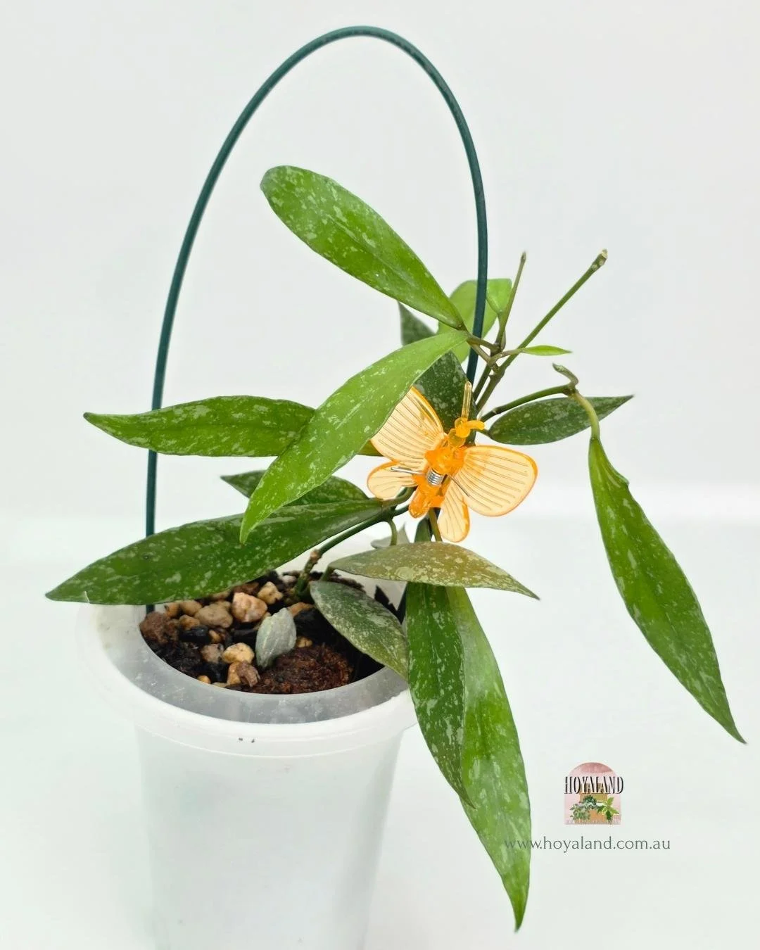 Hoya lacunosa laos.jpg