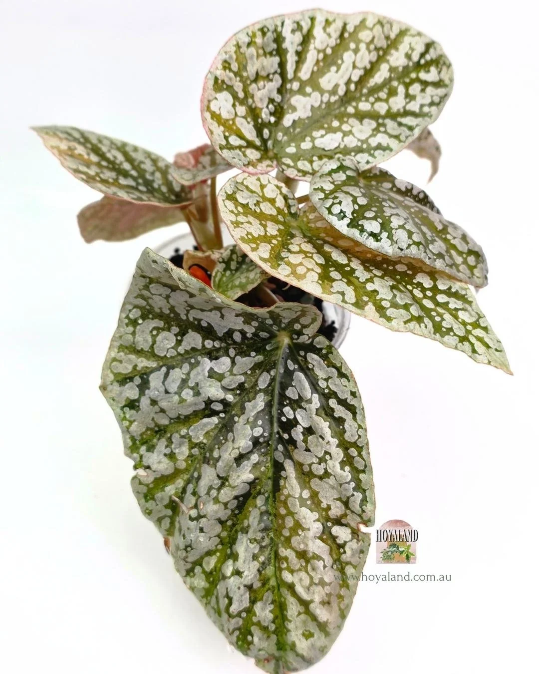Begonia snow cap variegata (3).jpg