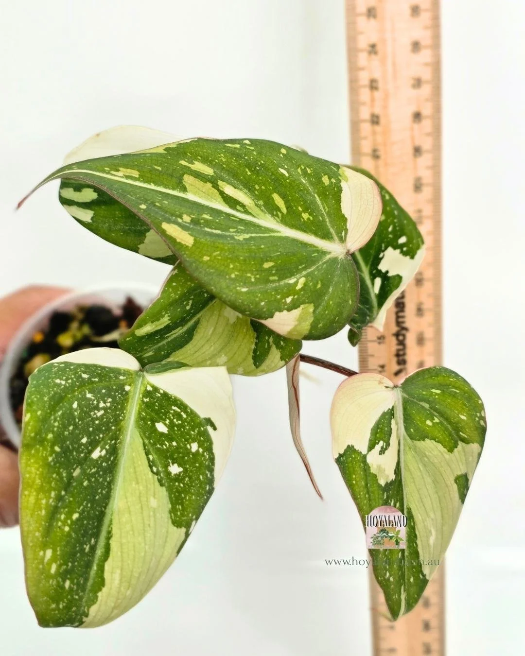 Philodendron gloriosum variegata (5).jpg
