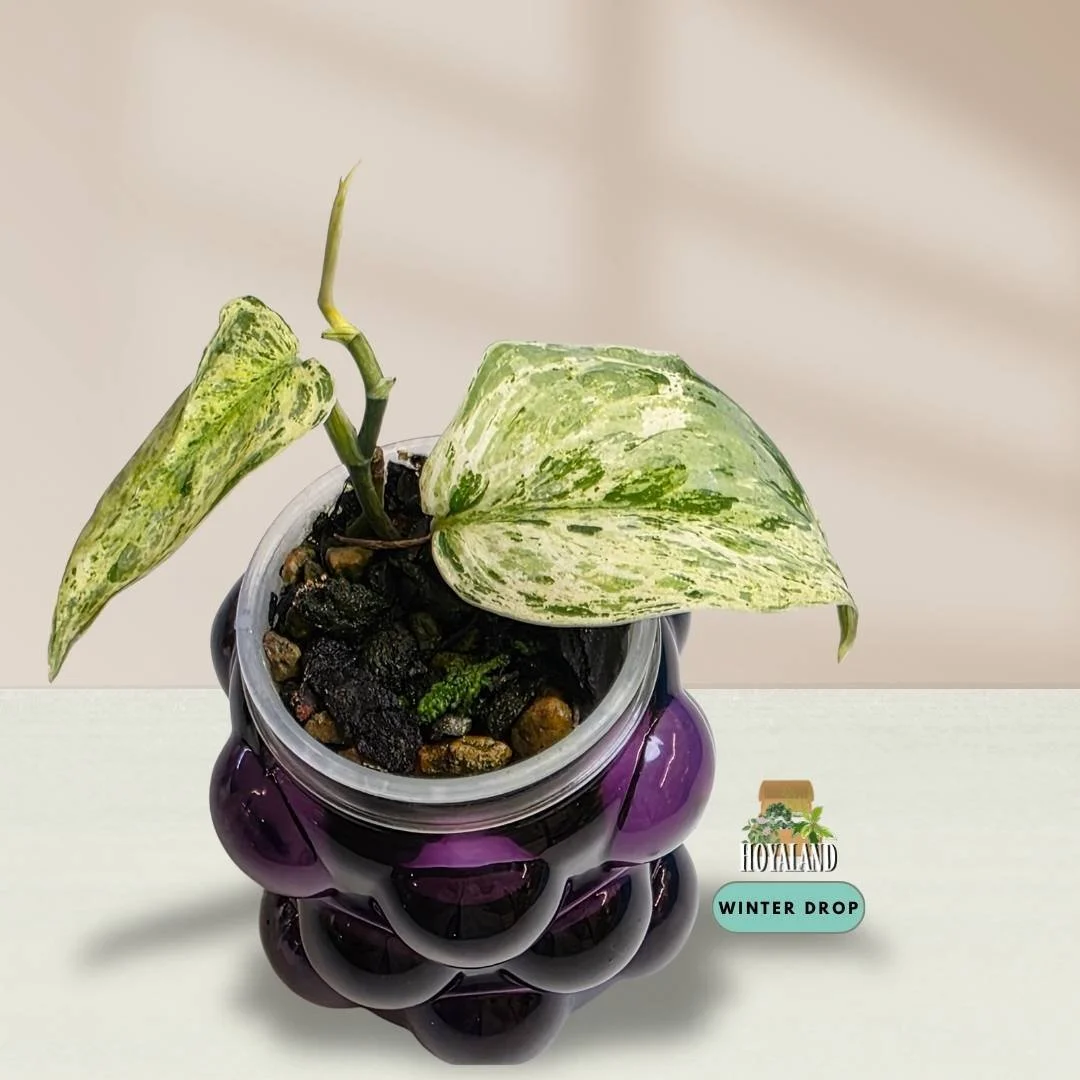 Established Scindapsus Tembaga with thick velvety dark leaves and subtle close-up copper sheen
