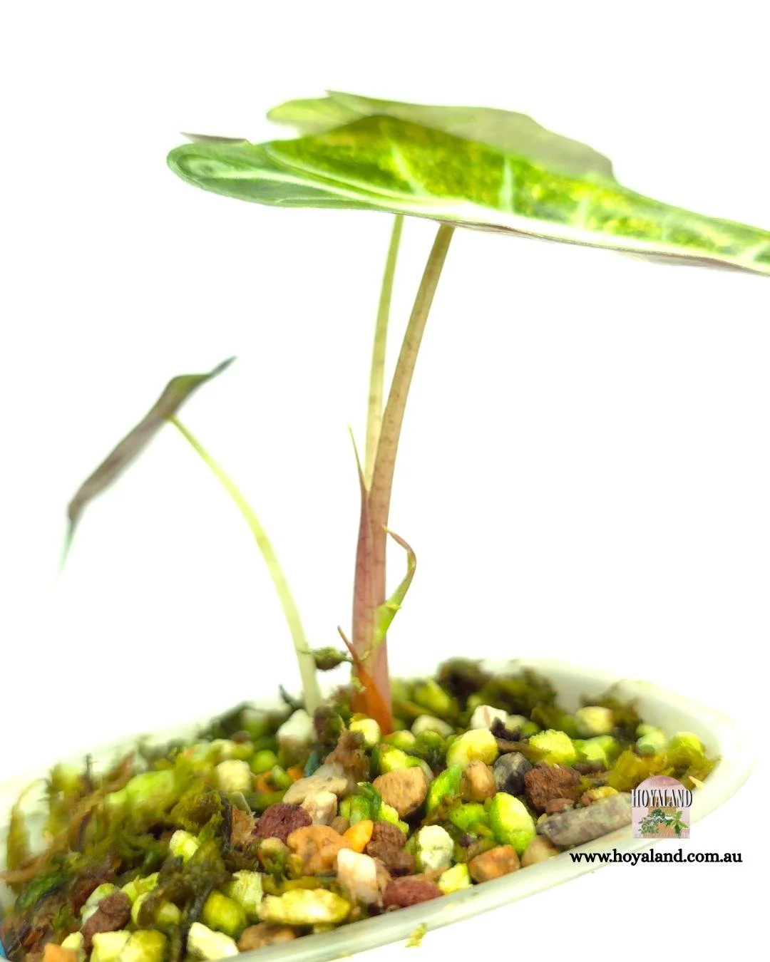 Alocasia sanderiana bull aurea (3).jpg