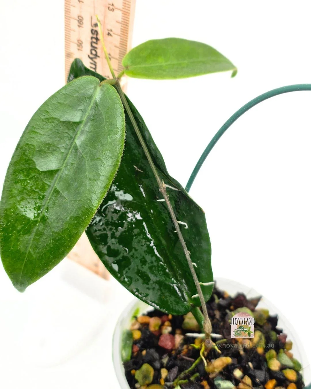 Hoya piestolepsis.jpg