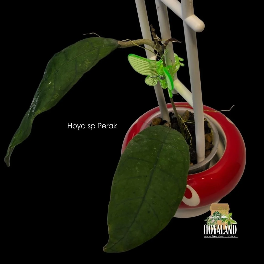 Hoya sp Perak Teddy Bear rare houseplant showing plump fuzzy leaves with a distinct velvety soft texture growing on a climbing vine.