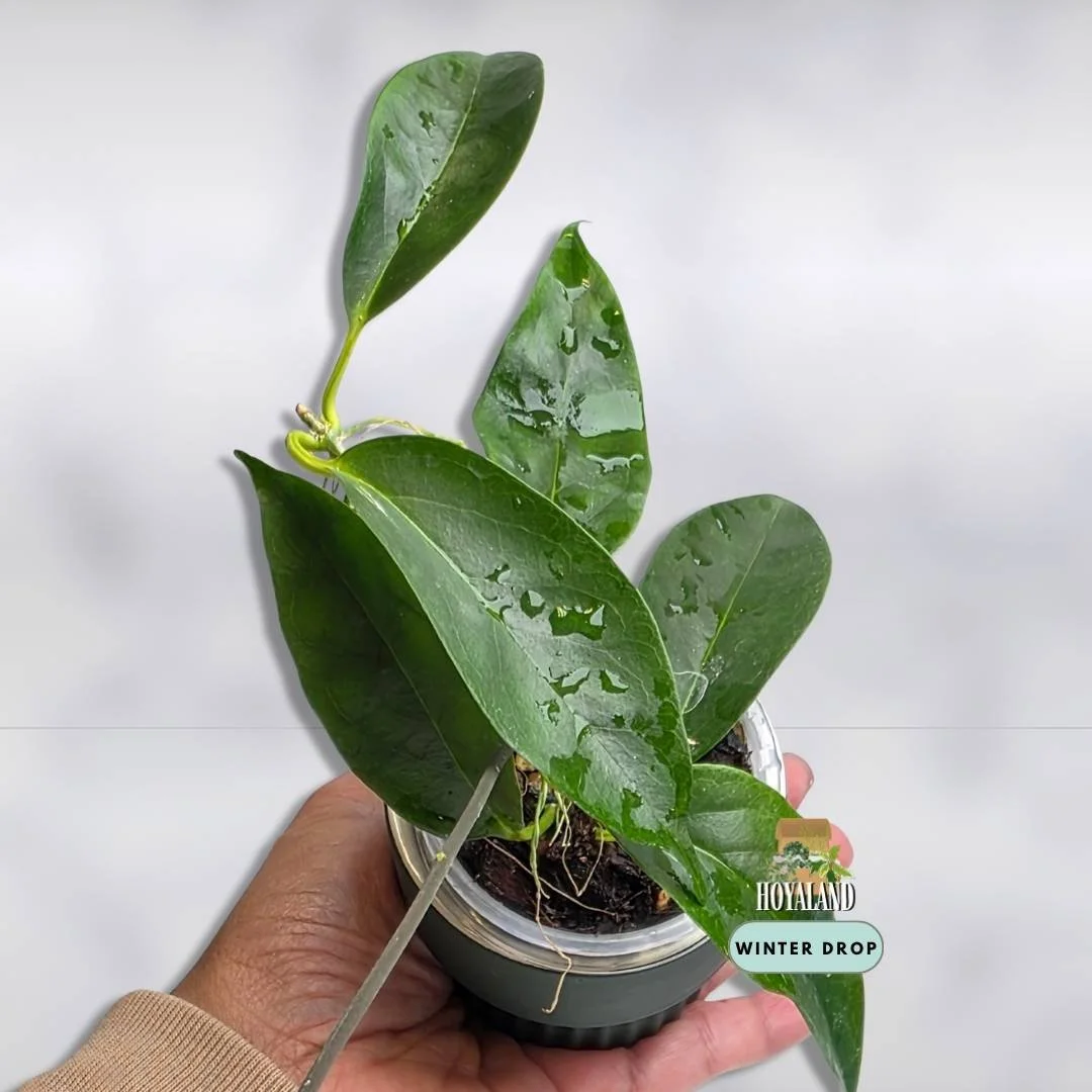 Hoya chloroleuca (Rare Green-Centered White Blooms)