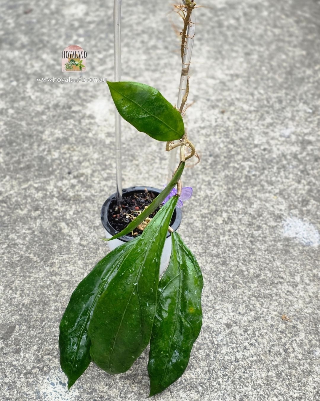 Hoya clemensiorum hybrid SS 2770.jpg