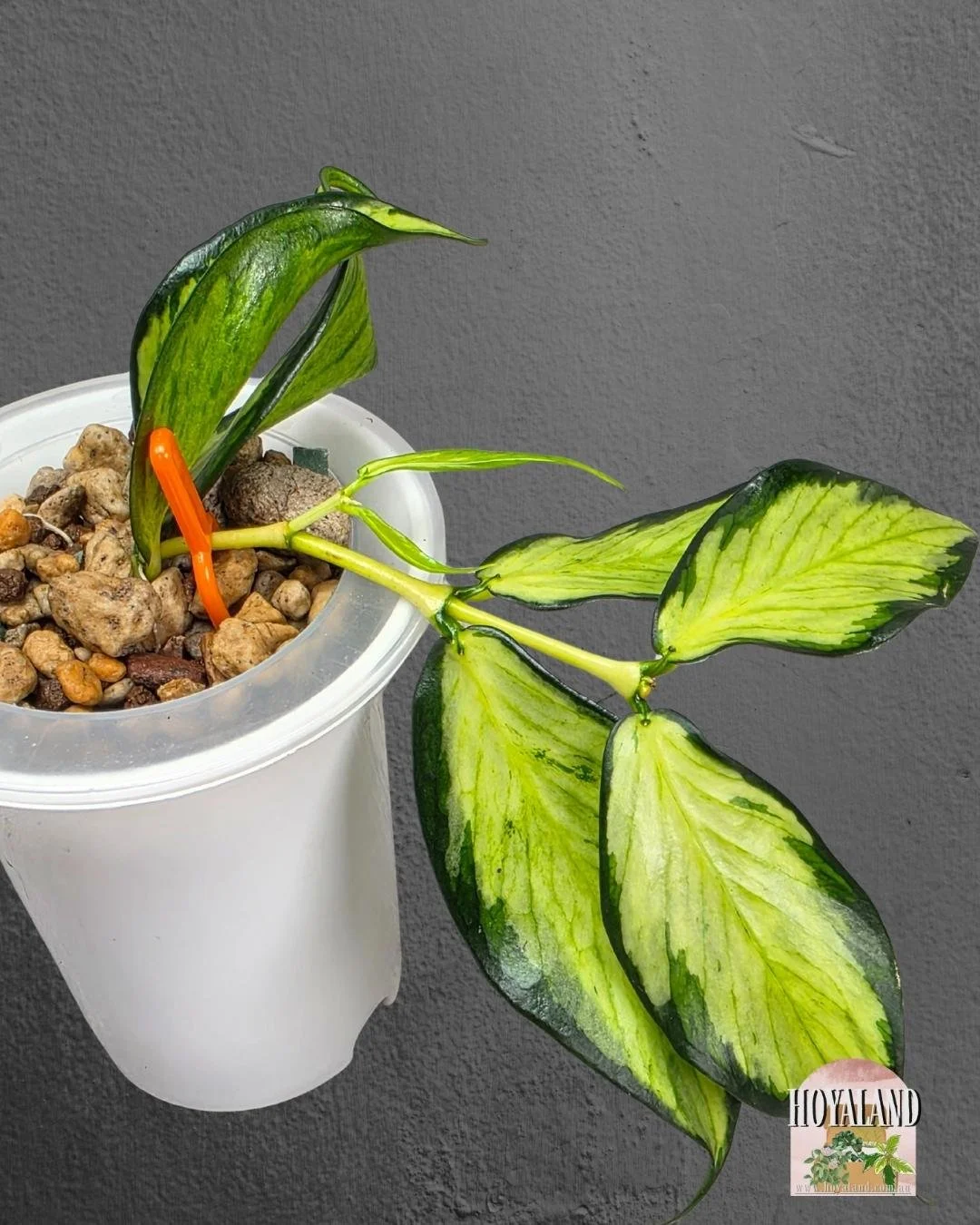 Hoya polyneura variegata (2).jpg