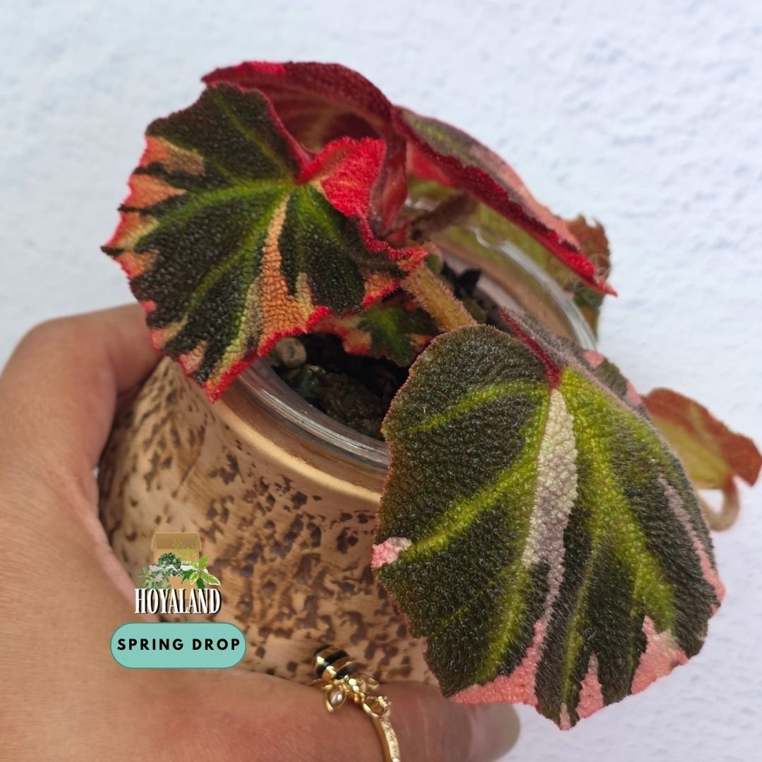 Established Begonia soli-mutata Variegata showing deeply pebbled bullate leaves with candy-pink and white sectoral variegation, fuzzy red petioles, and active crown growth points