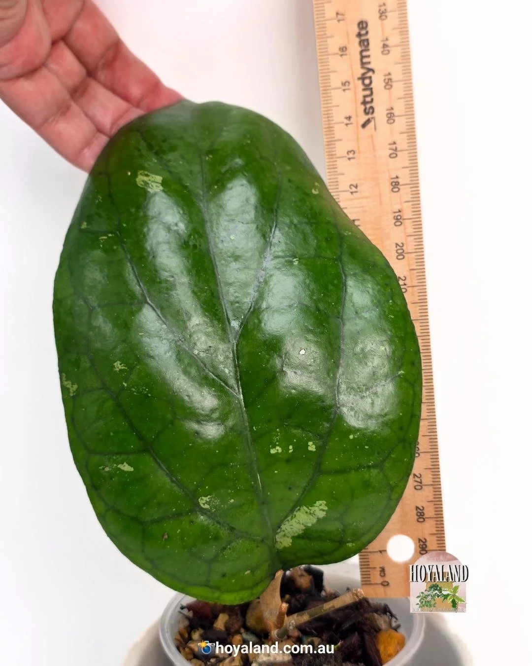 🌞 RARE Hoya cv. Elephant (AH 027) | GIGANTIC Thick Leaf 🩷