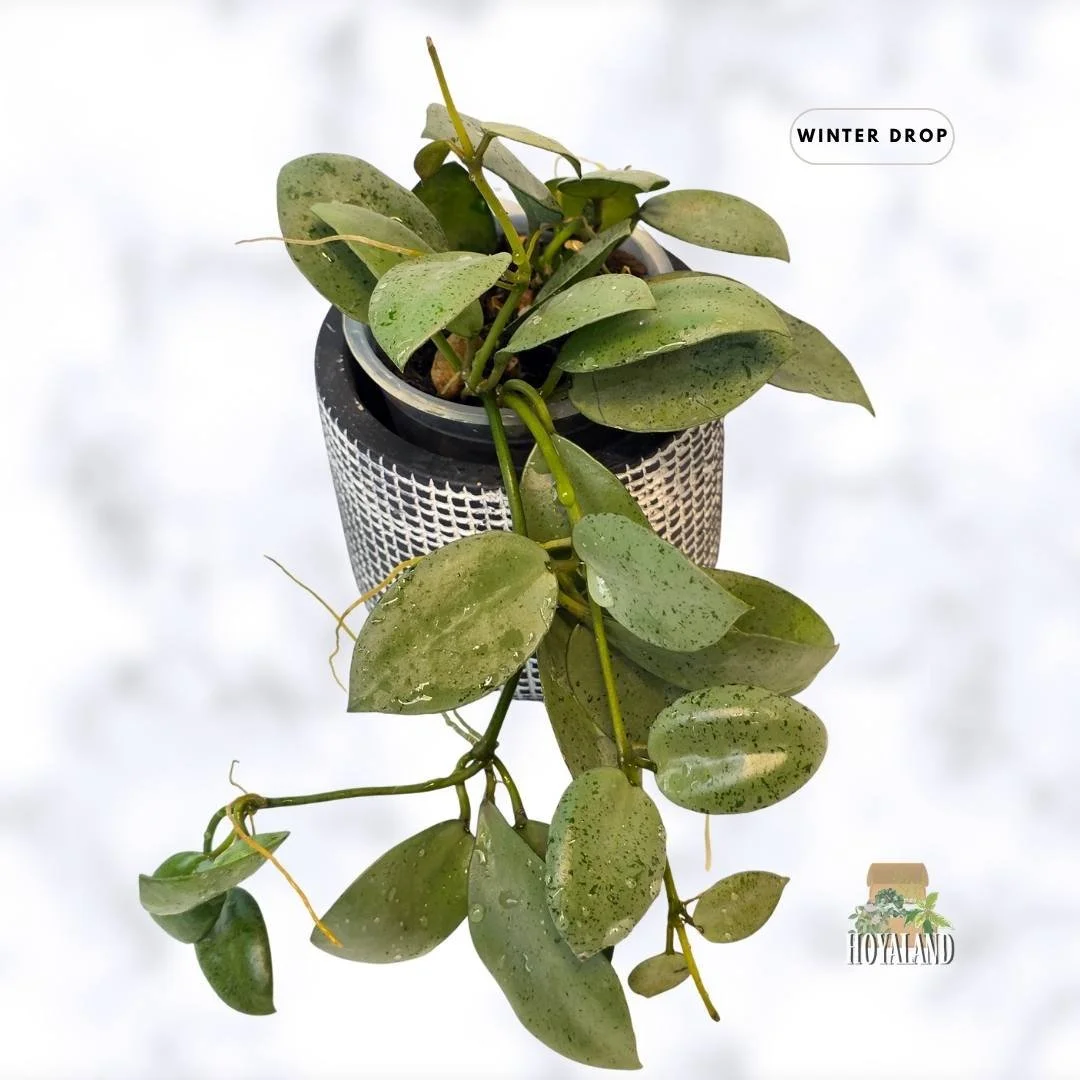 buy-rare-hoya-lacunosa-silver-mint-coin-heart-leaves-australia.webp (1).jpg