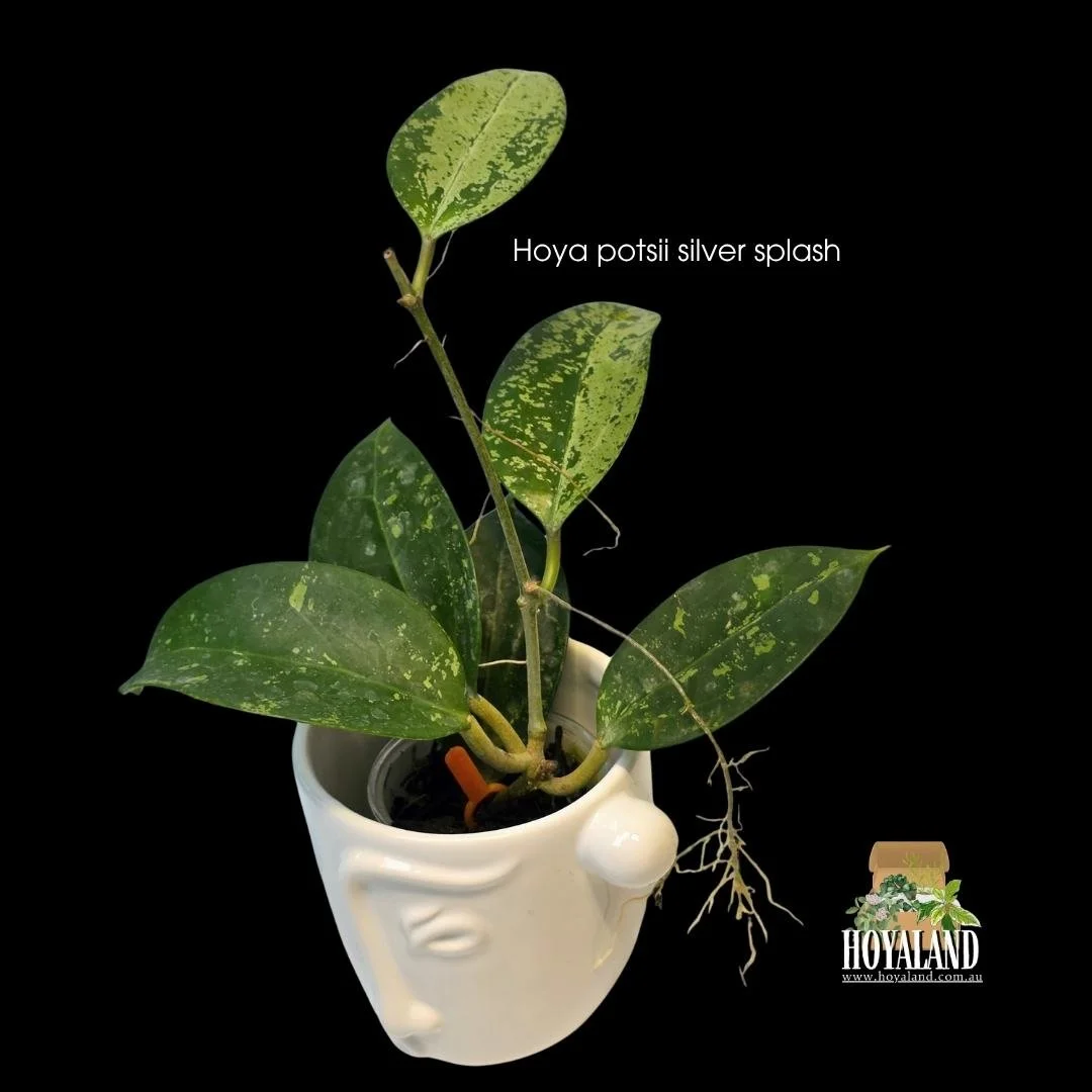 Secure a rooted Hoya potsii Splash in Australia. Thick, structural leaves with dense, shimmering silver speckling. Premium winter shipping.