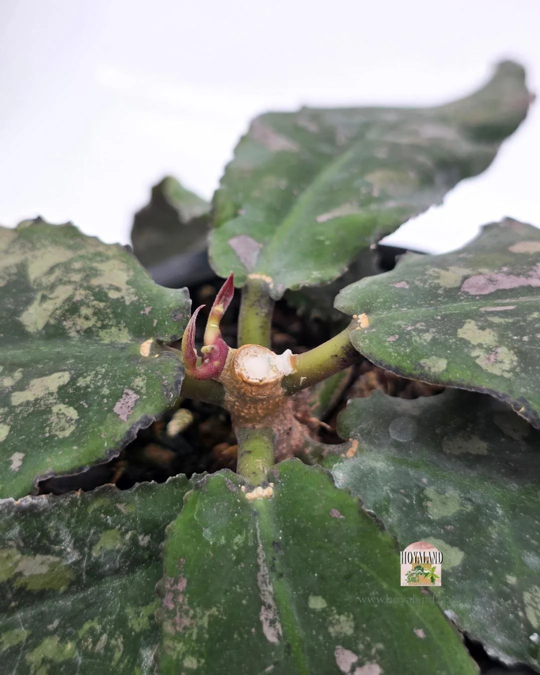 Hoya undulata (1).jpg