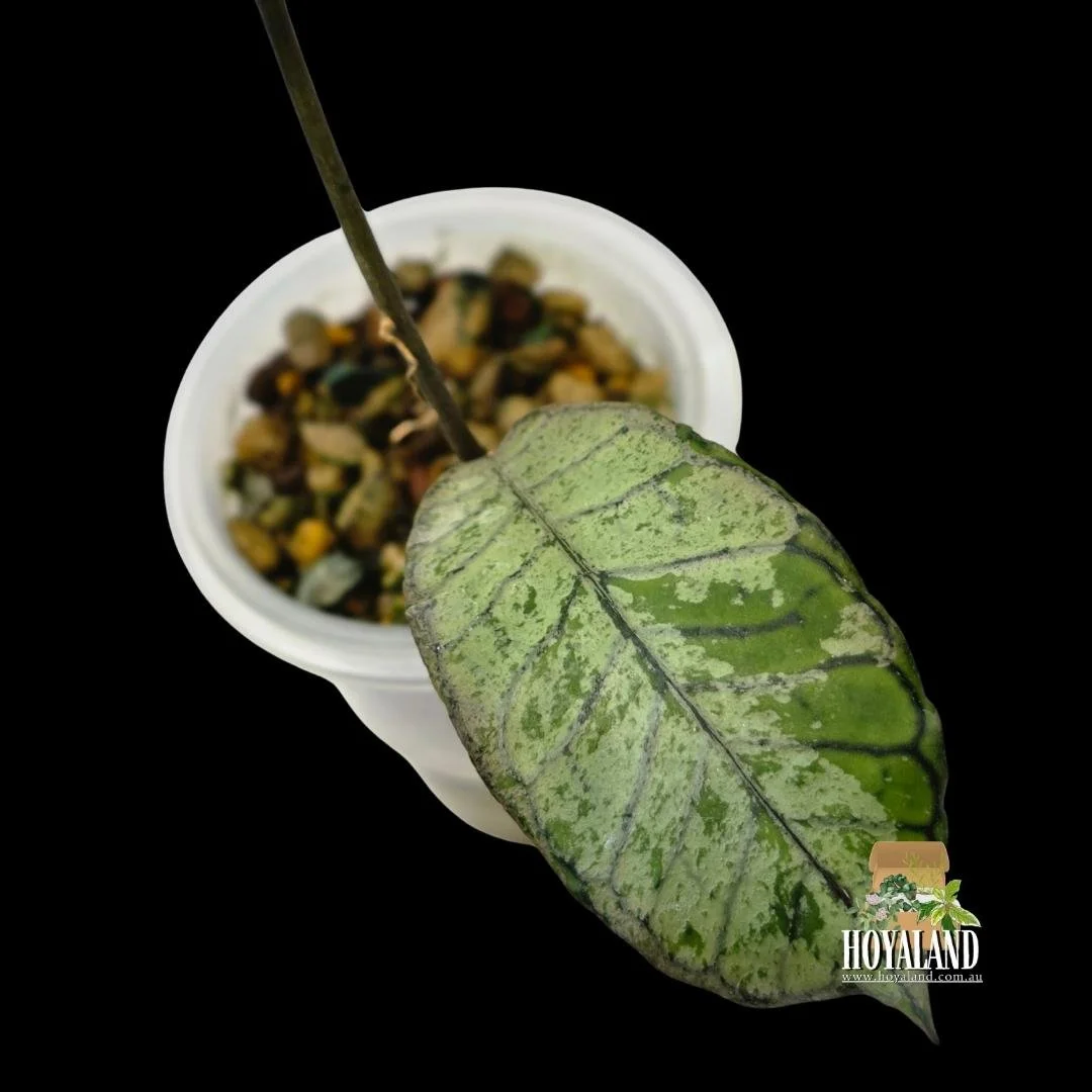 Hoya gunung gading silver ghost a (3).jpg