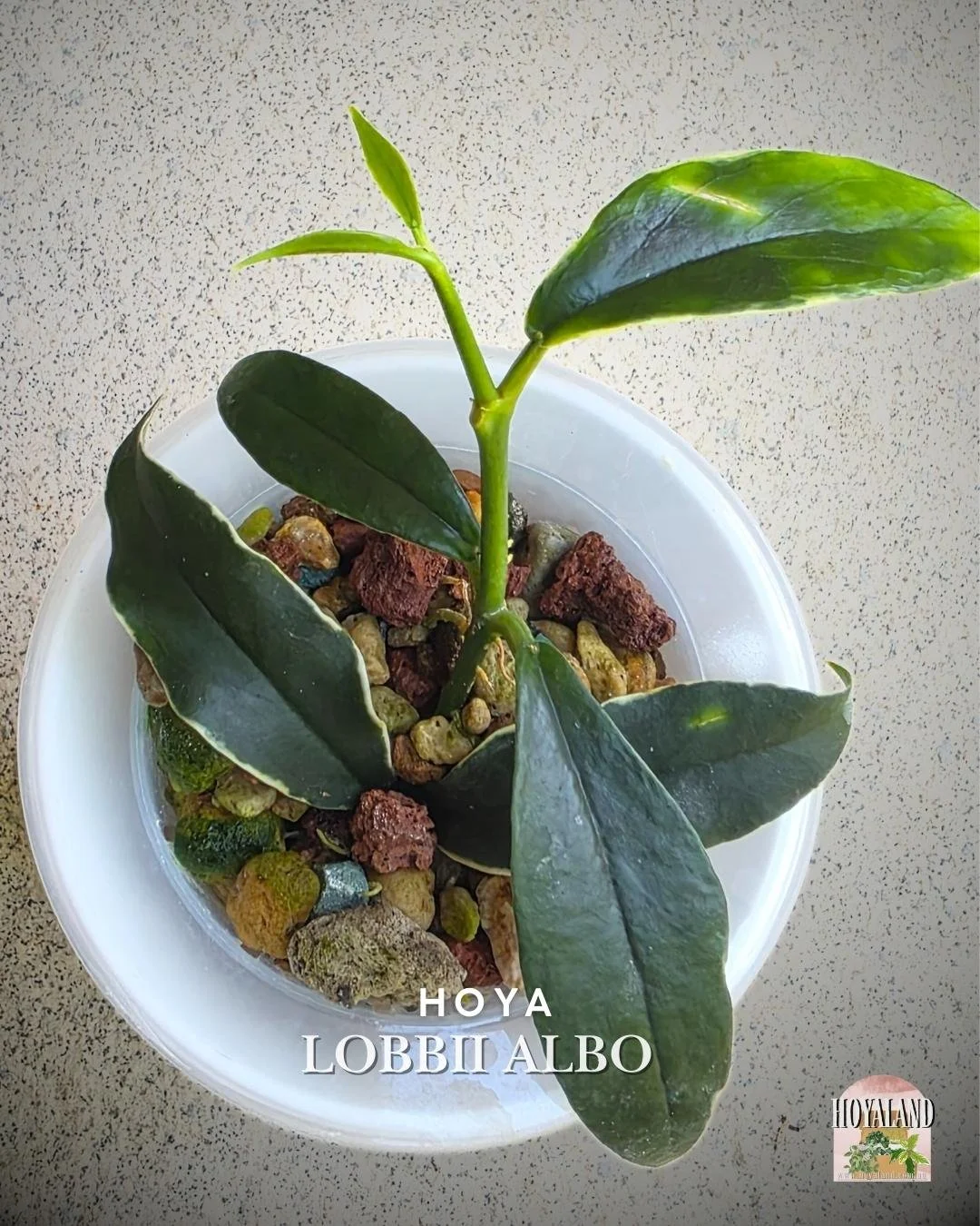 🌞 New Hoya Lobbii Outer Variegated 🎇