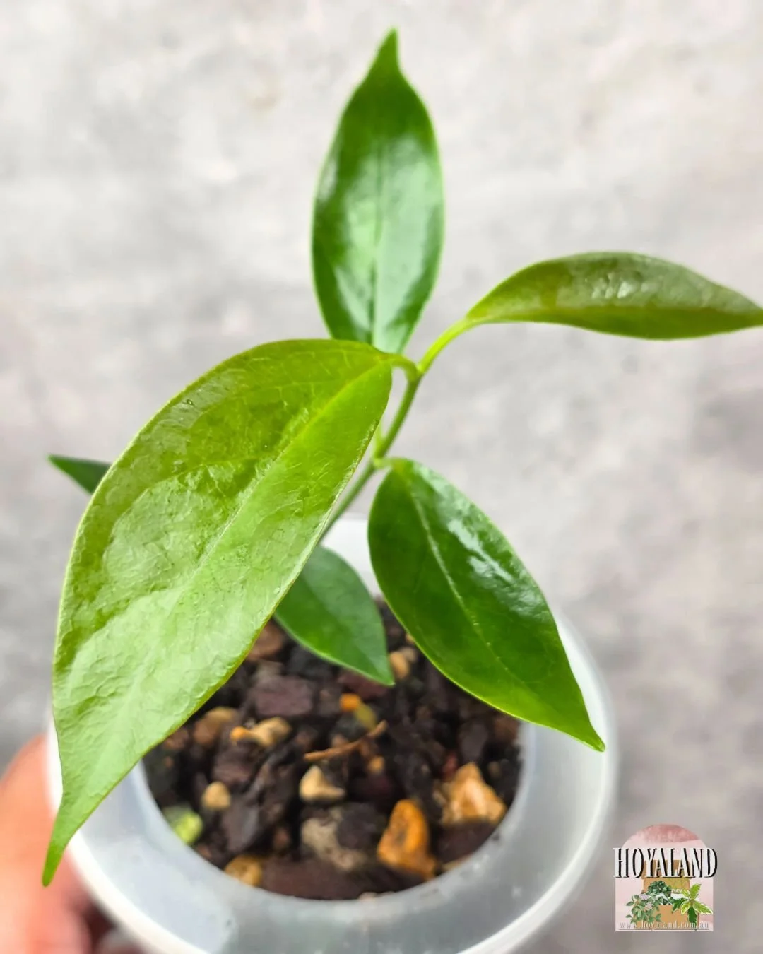 Hoya choloroleuca (2).jpg