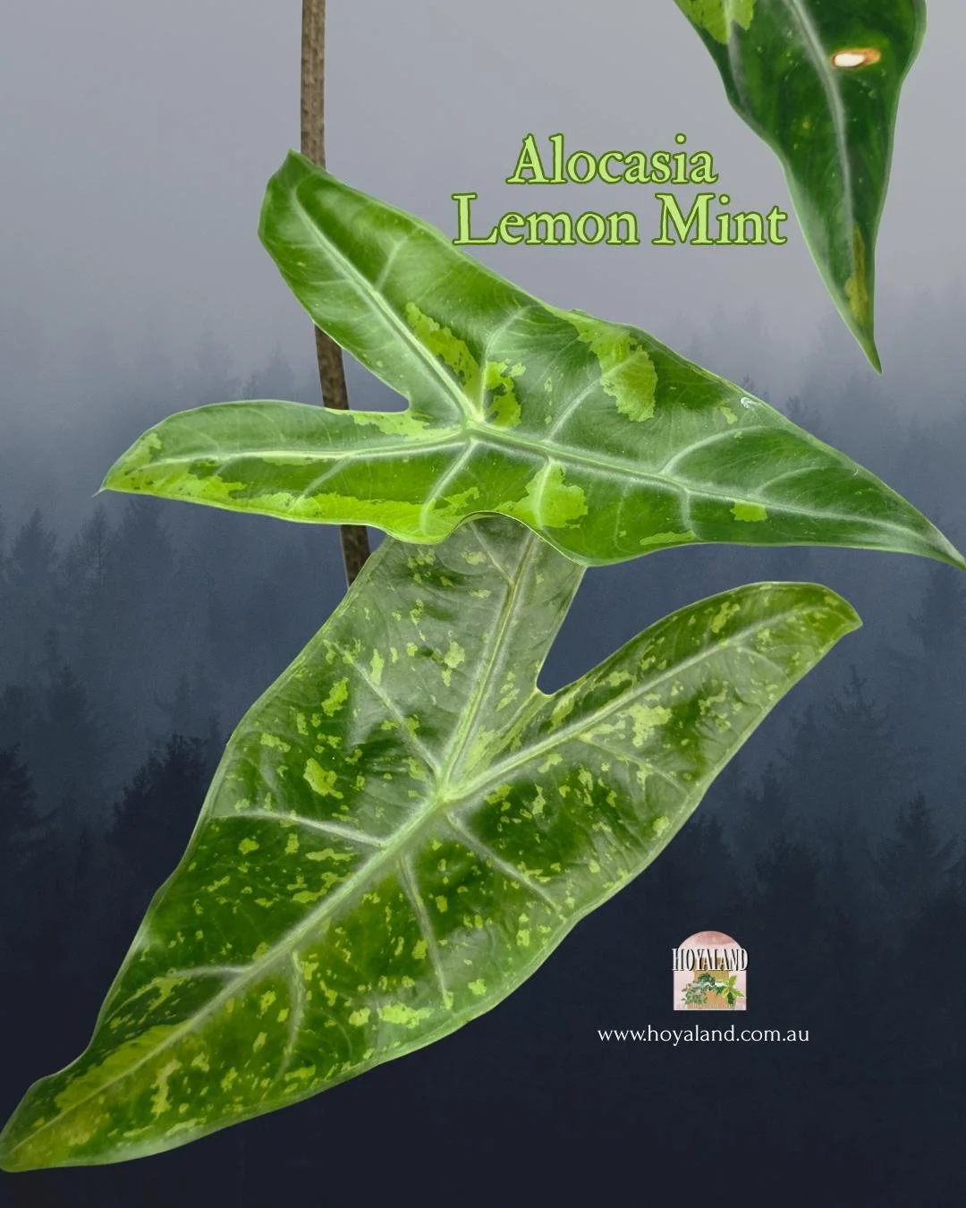 🍂  Alocasia Longiloba Lemon Mint aka Forest