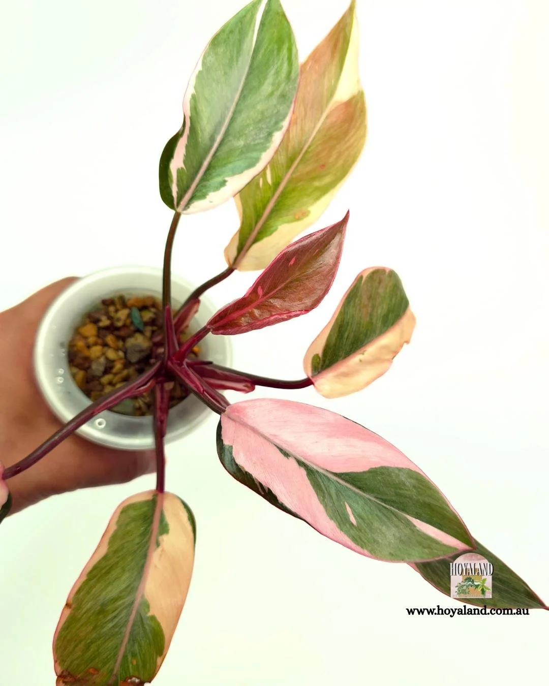 Philodendron Pink Princess Albo Mutation (2).jpg