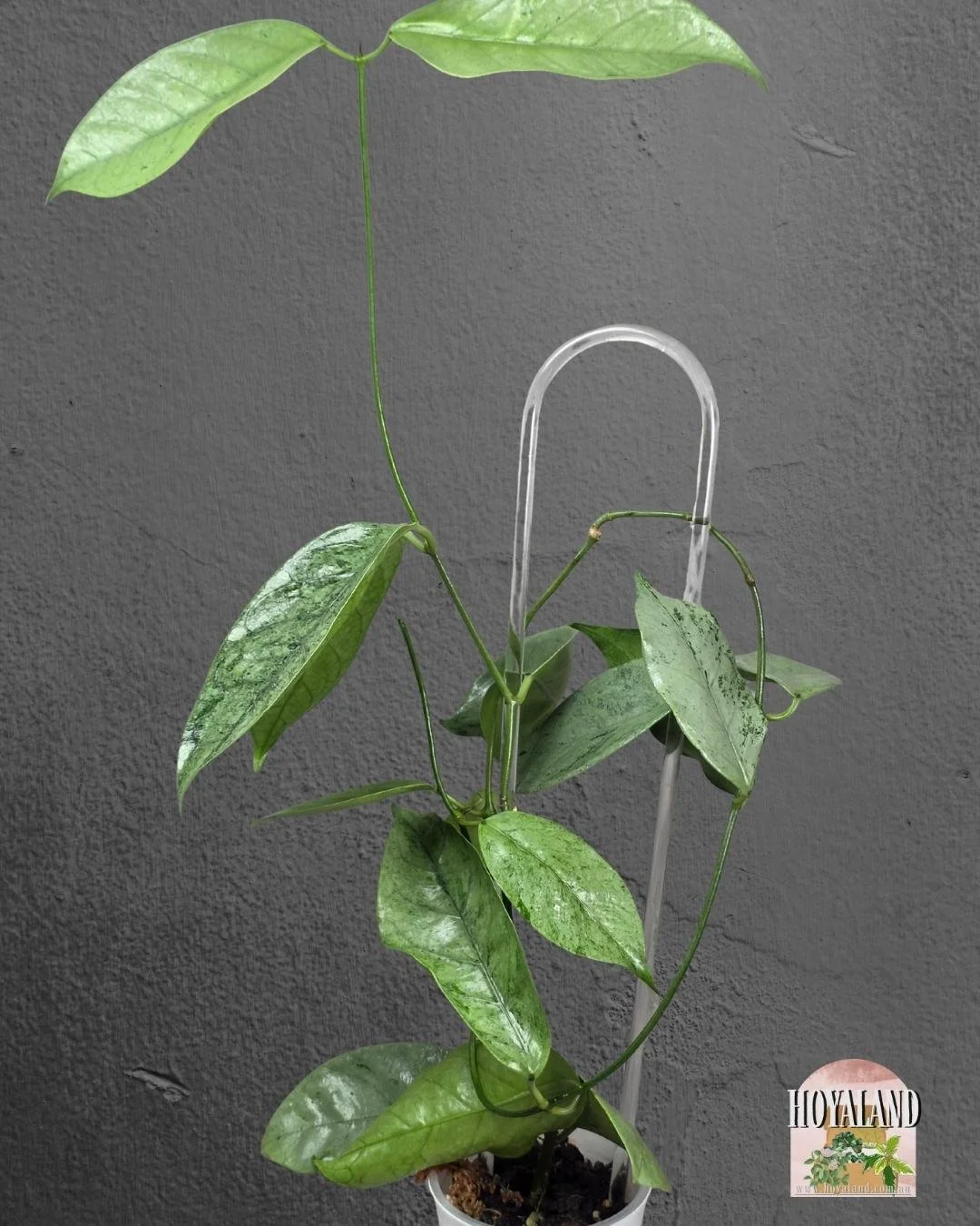 Hoya coriacea silver.jpg