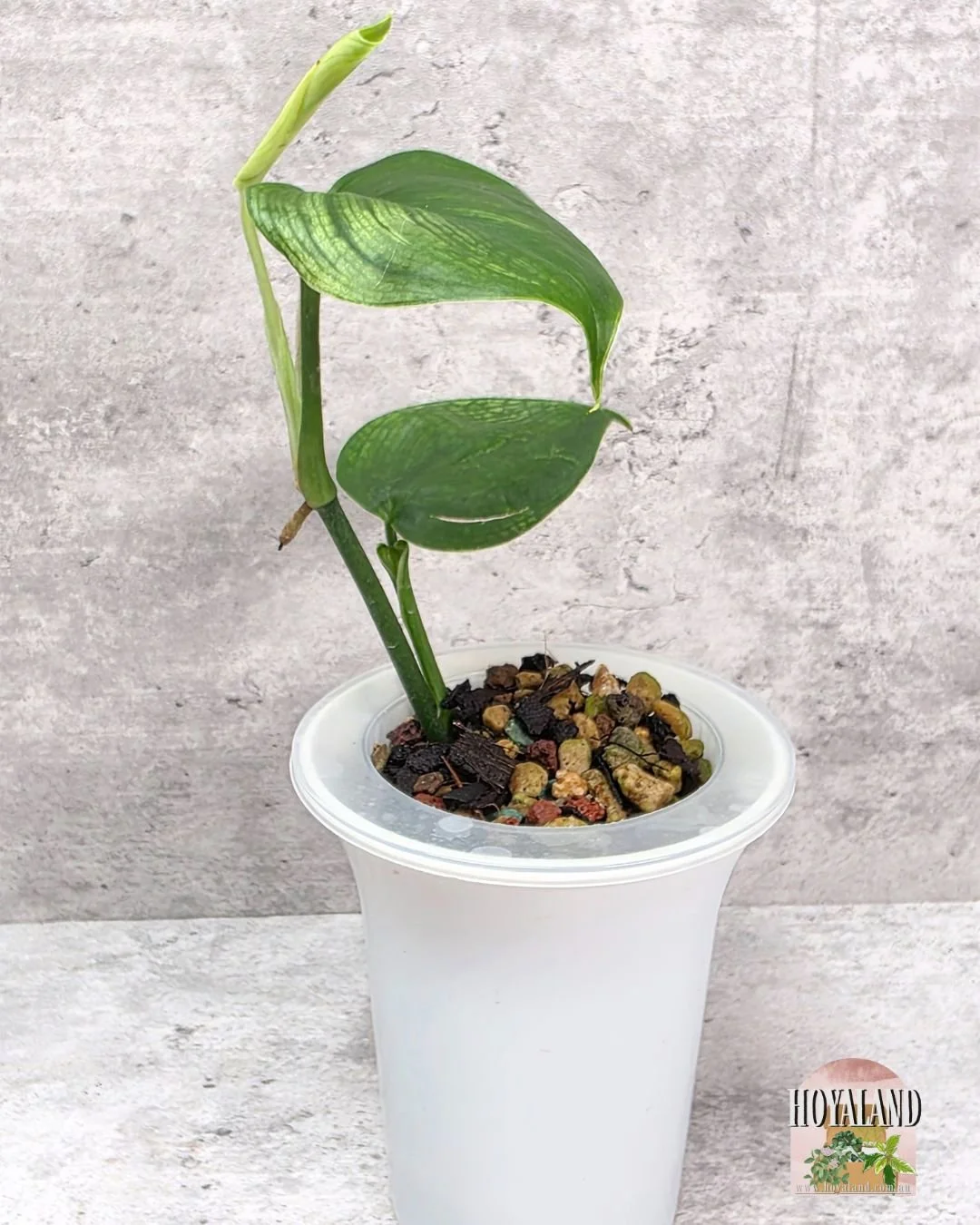 Scindapsus White Monster.jpg