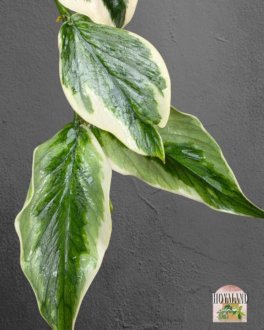 Hoya polynuera diem fairy (5).jpg