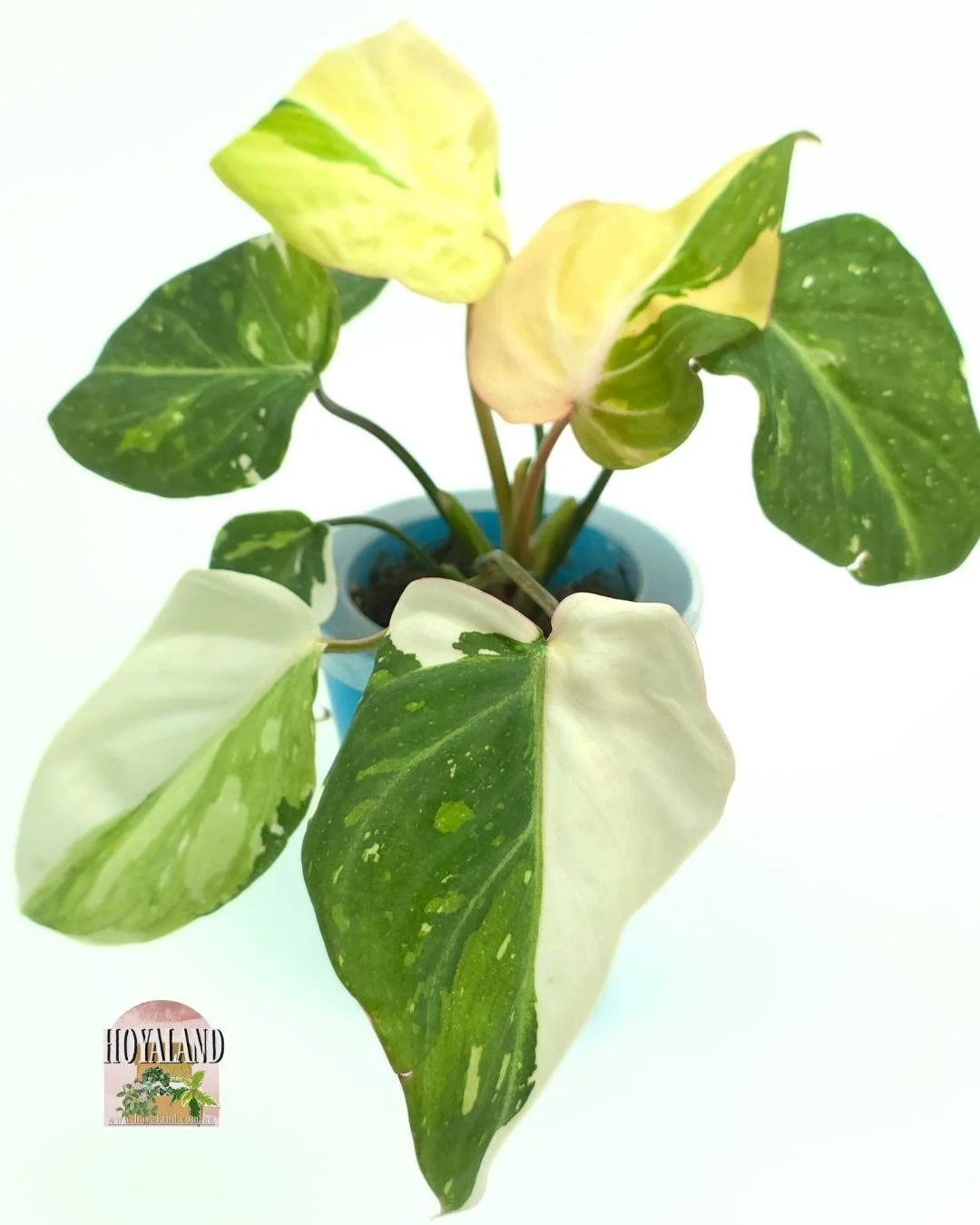 🌞  Philodendron Gloriosum Variegated | Half-Moon 🎇