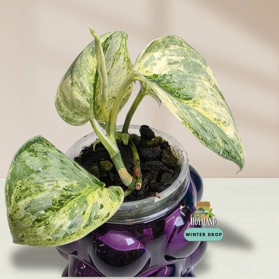 Established Scindapsus Tembaga with thick velvety leaves and iridescent copper metallic sheen