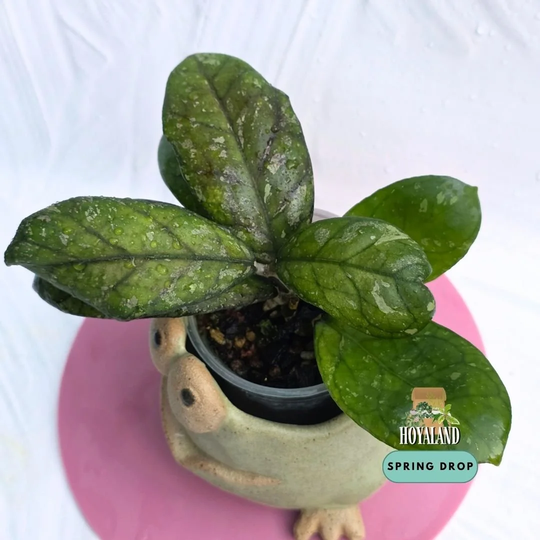 Hoya Larisa (4).jpg