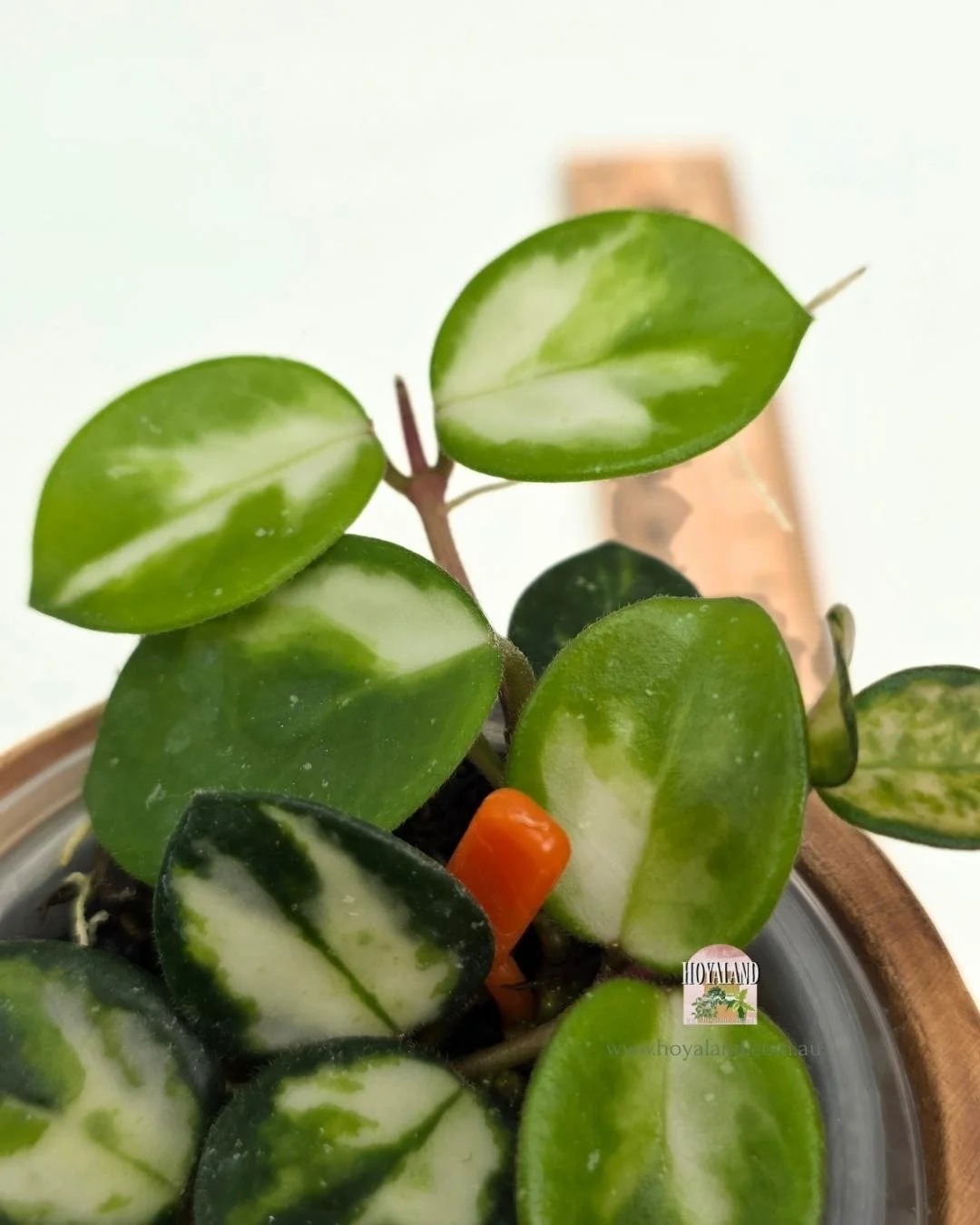 Hoya mathilde variegata (2).jpg