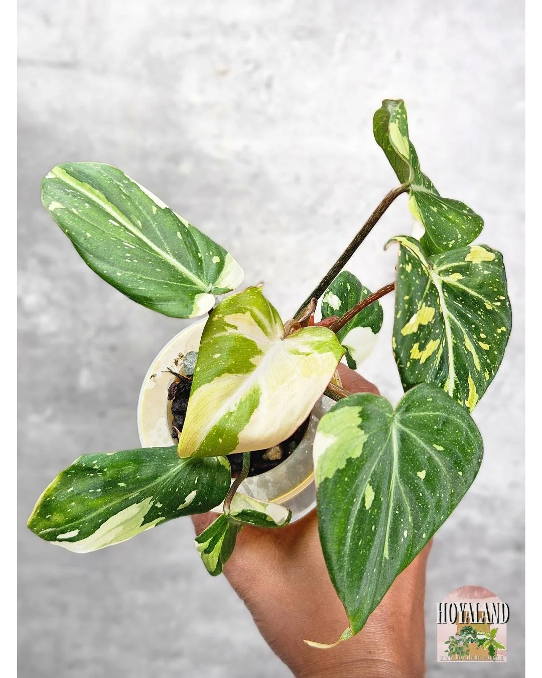 Philodendron Gloriousum Variegata (5).jpg