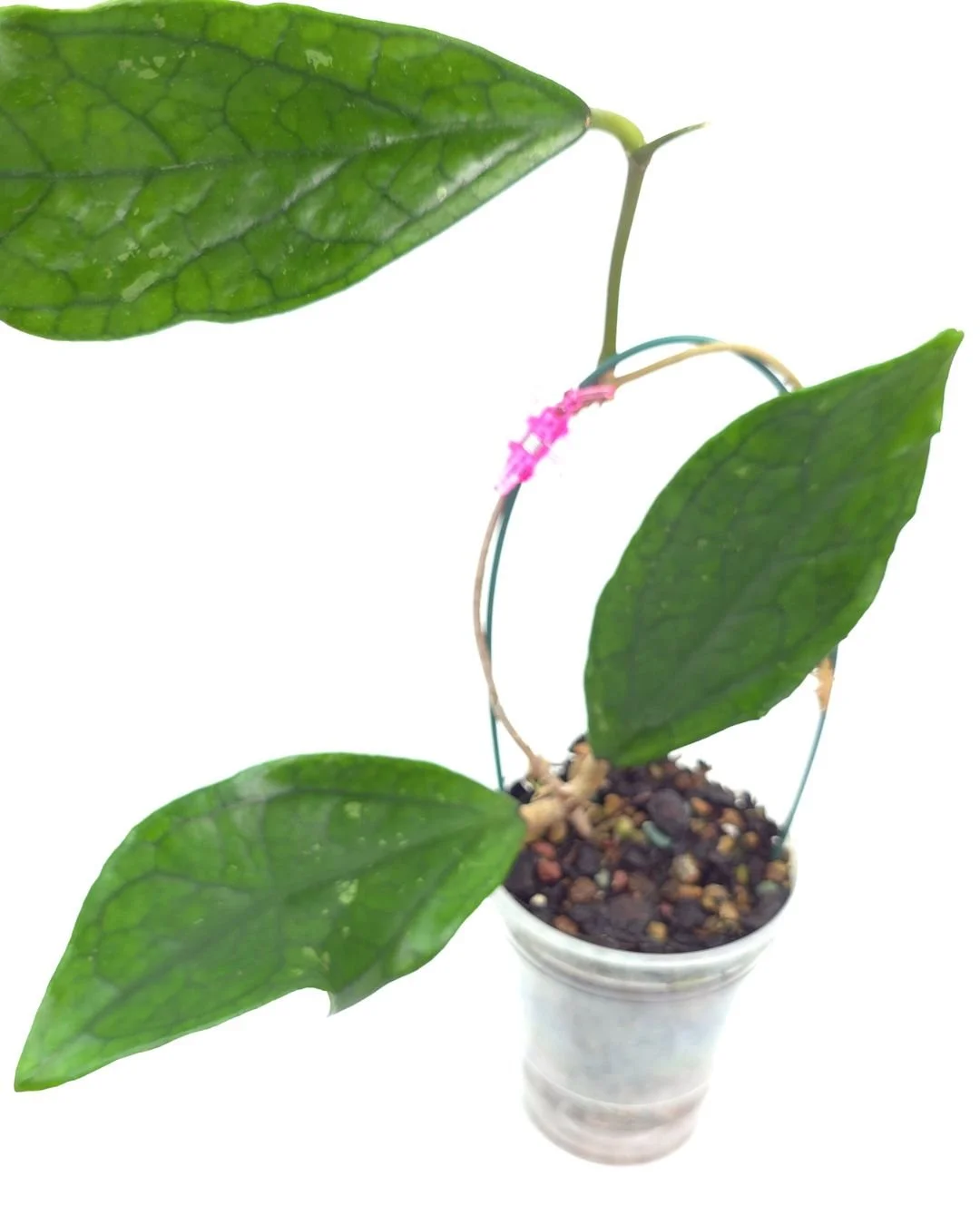 Hoya Germany (3).jpg