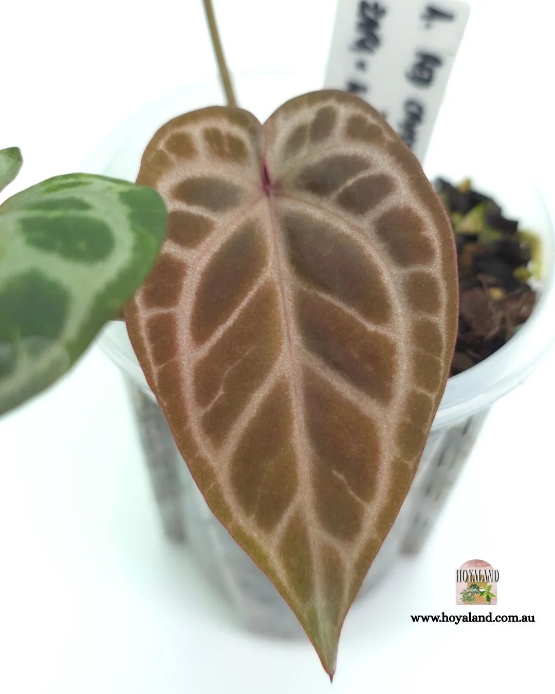 Anthurium rc zxm (4).jpg