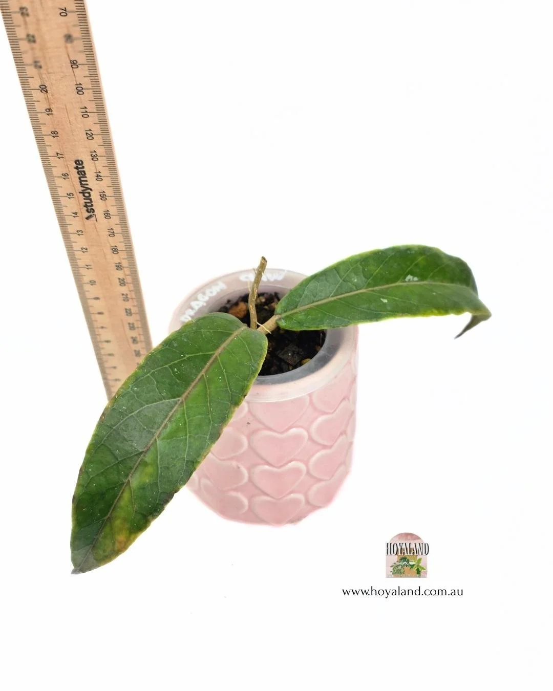 🍂  Hoya sp Aceh 'Dragon Claw' A