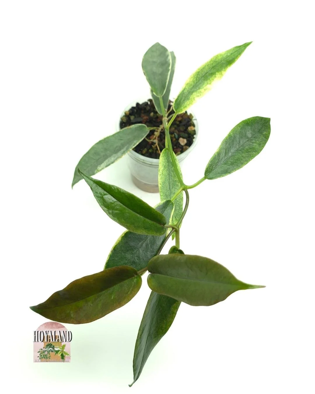 Hoya archoboldiana albo (3).jpg