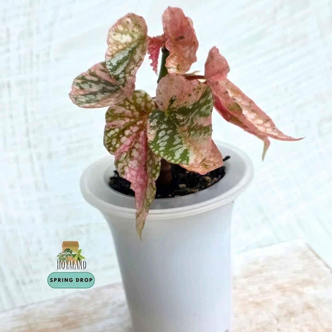 Begonia snow cap variegata (10).jpg