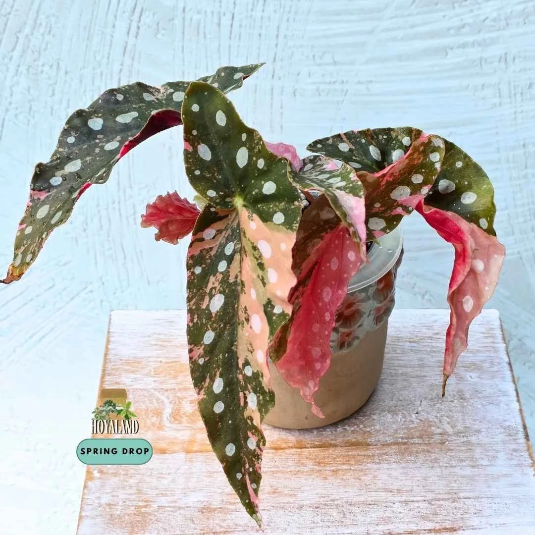 Established Begonia maculata Wightii Pink Variegated showing angel-wing leaves with white polka dots, soft pink variegation, and deep red undersides
