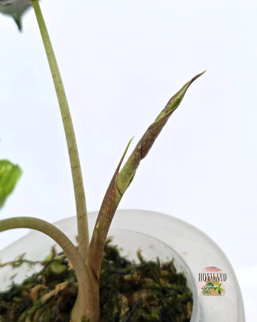 Alocasia sanderiana bull aurea (2).jpg