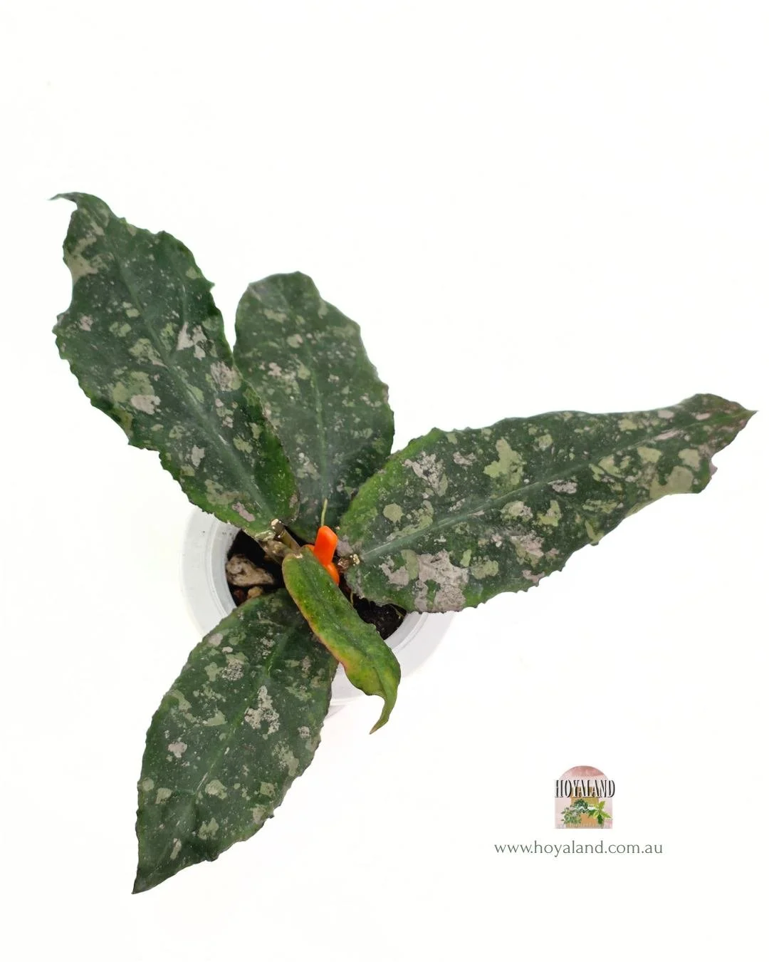 Hoya undulata (2).jpg