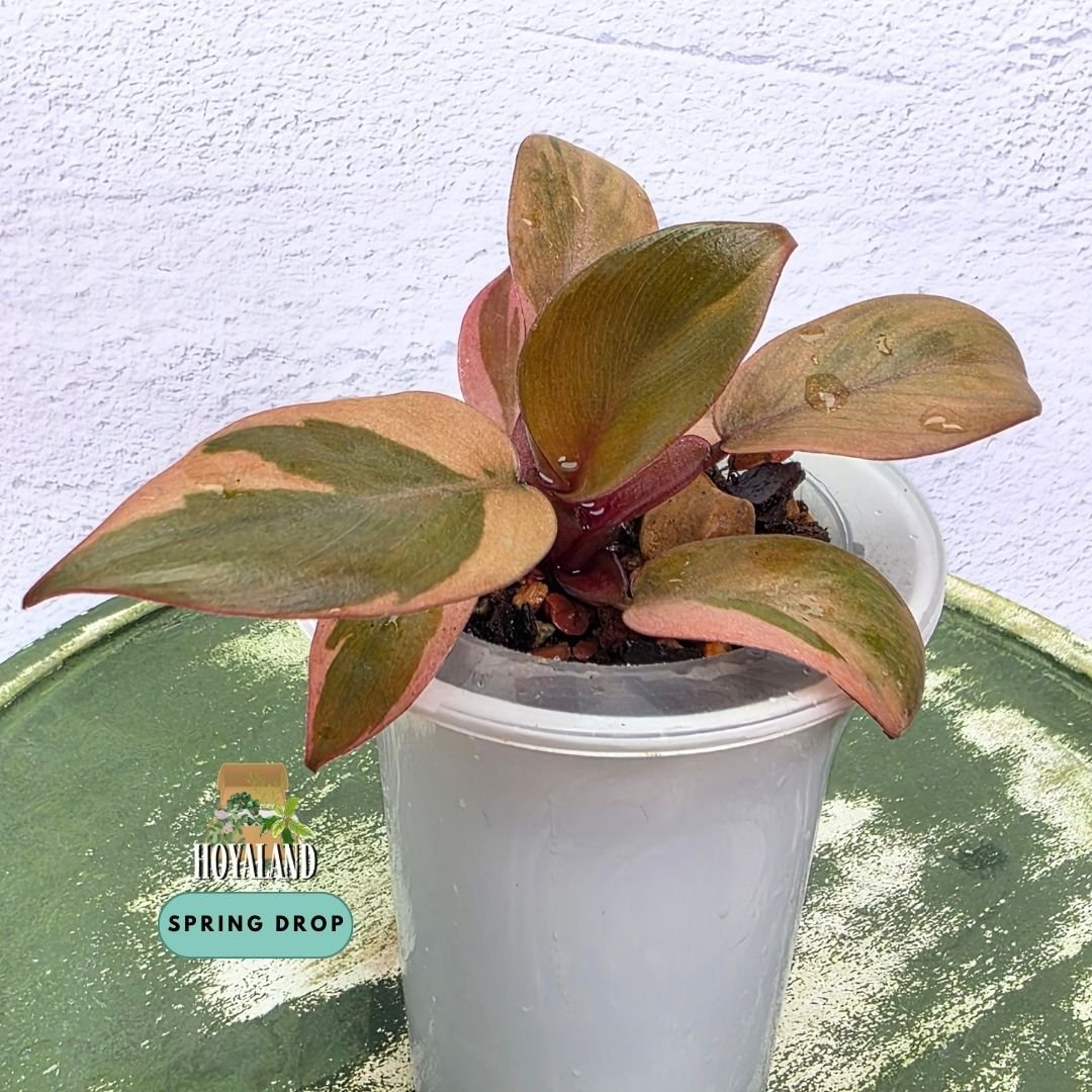 Established Philodendron Black Cardinal Variegata side pup showing deep burgundy-black leaves with high-contrast peach, cream, and pink variegation