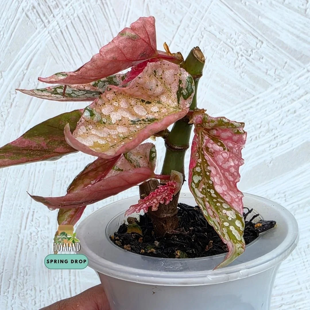 Begonia snow cap variegata (3).jpg