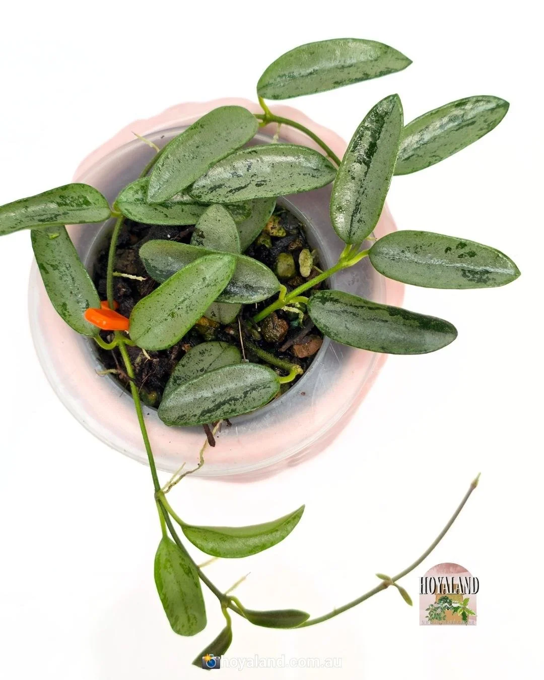 Hoya lima silver (4).jpg