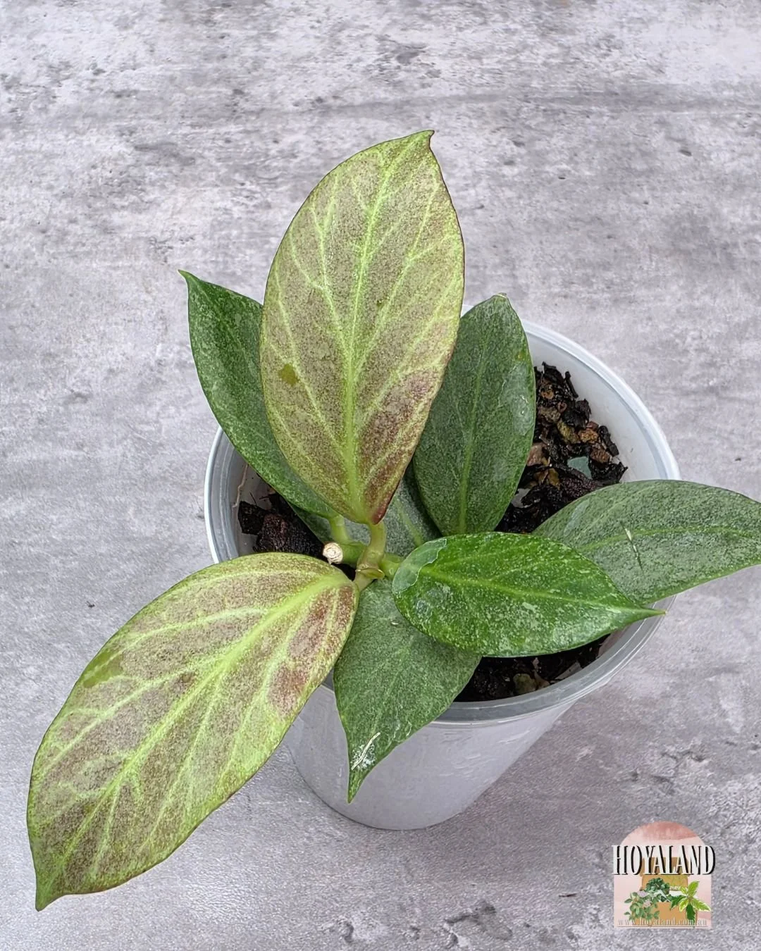 Hoya obscura silver (4).jpg