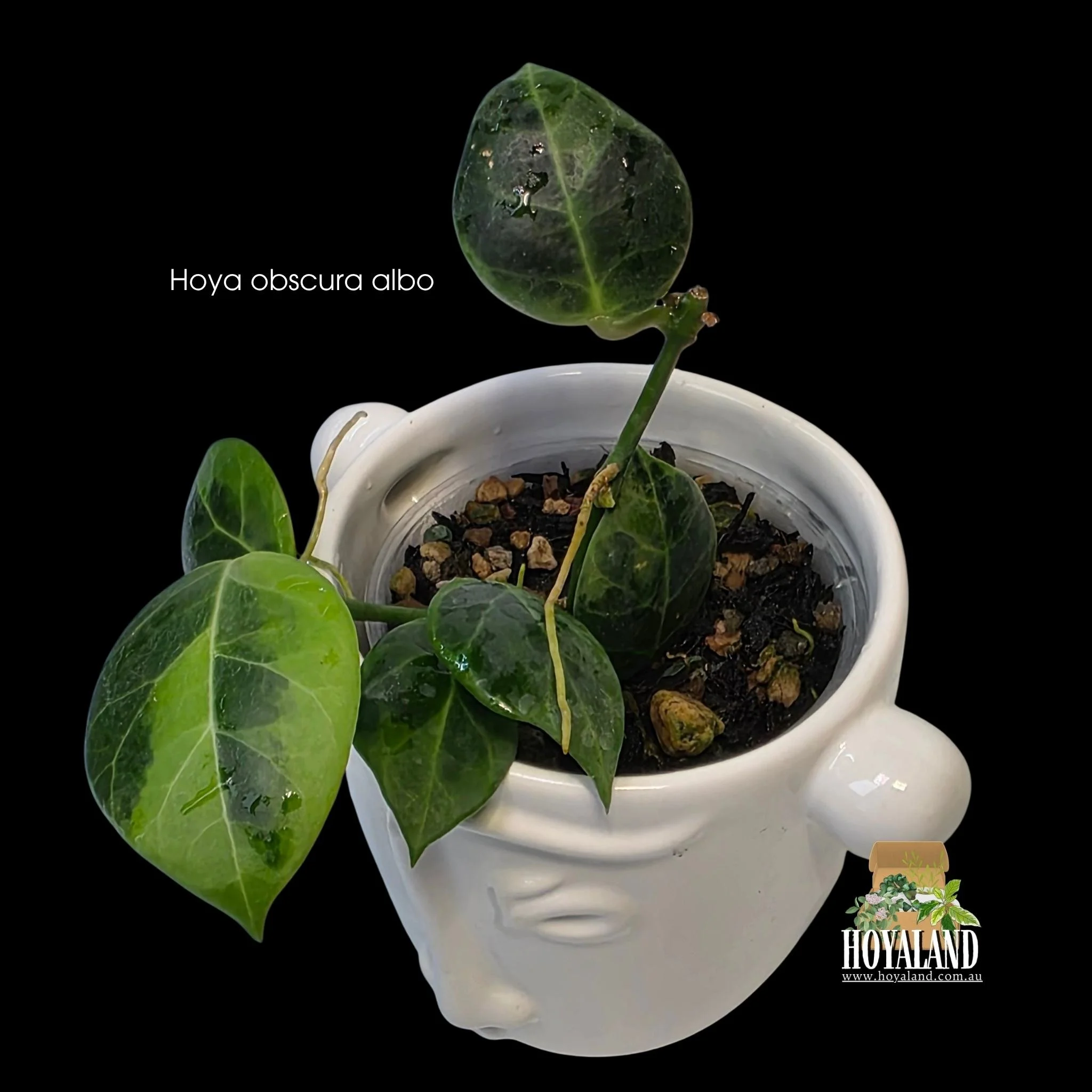 Hoya obscura albo (4).jpg