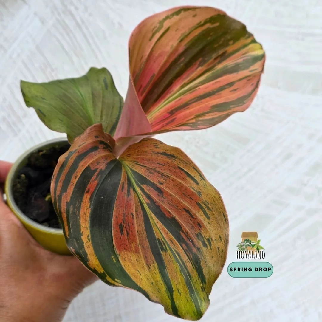Kaempferia pulchra 'Variegata' (Quad-Colour Jewel Peacock Ginger) A