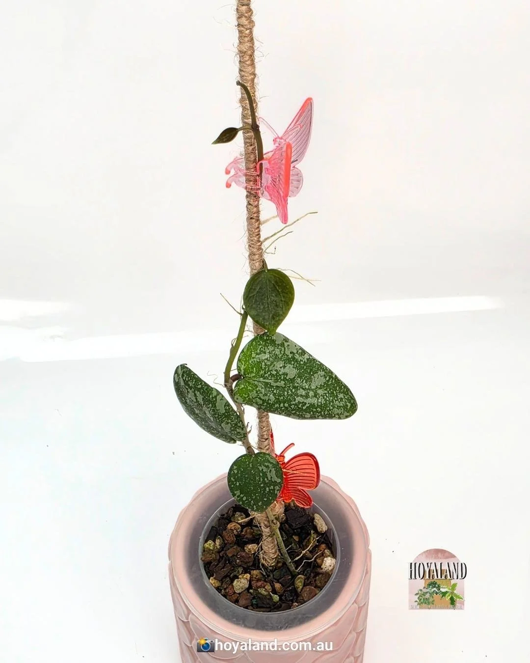 Hoya cinnamomifolia x imbricata.jpg