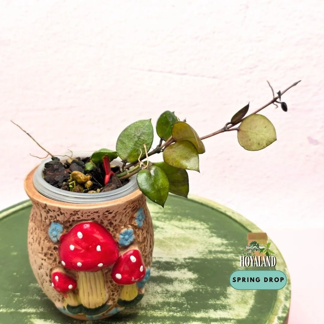Hoya lacunosa black coin small  (6).jpg